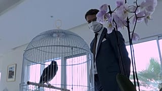 طائر ميناه يقول "صباح الخير".