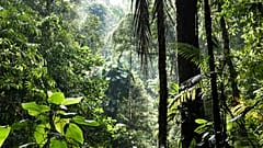 The rich biodiverse rainforest in Costa Rica.