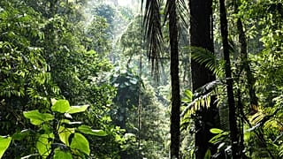 The rich biodiverse rainforest in Costa Rica.