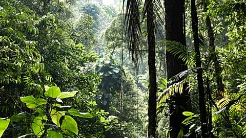 The rich biodiverse rainforest in Costa Rica.