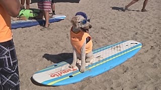 SurfCity-SurfDog