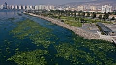 İzmir Körfezi'nde müsilaj tehlikesi