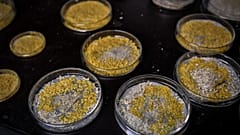 A picture taken on October 16, 2019 at the Parc Zoologique de Paris (Paris zoological gardens) shows Petri dishes containing cultures of Physarum Polycephalum, aka blob.