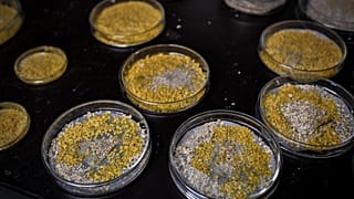 A picture taken on October 16, 2019 at the Parc Zoologique de Paris (Paris zoological gardens) shows Petri dishes containing cultures of Physarum Polycephalum, aka blob.