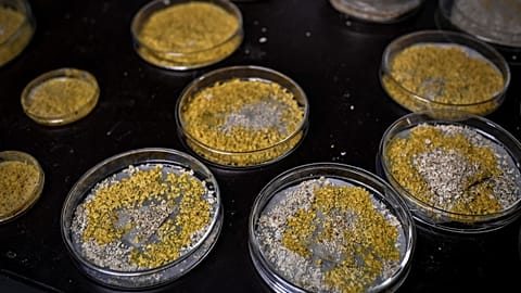 A picture taken on October 16, 2019 at the Parc Zoologique de Paris (Paris zoological gardens) shows Petri dishes containing cultures of Physarum Polycephalum, aka blob.