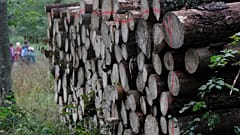 The logging has been the source of a standoff between the conservative Polish government in Warsaw and the European Union.