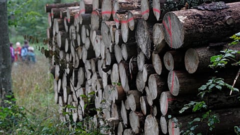 The logging has been the source of a standoff between the conservative Polish government in Warsaw and the European Union.
