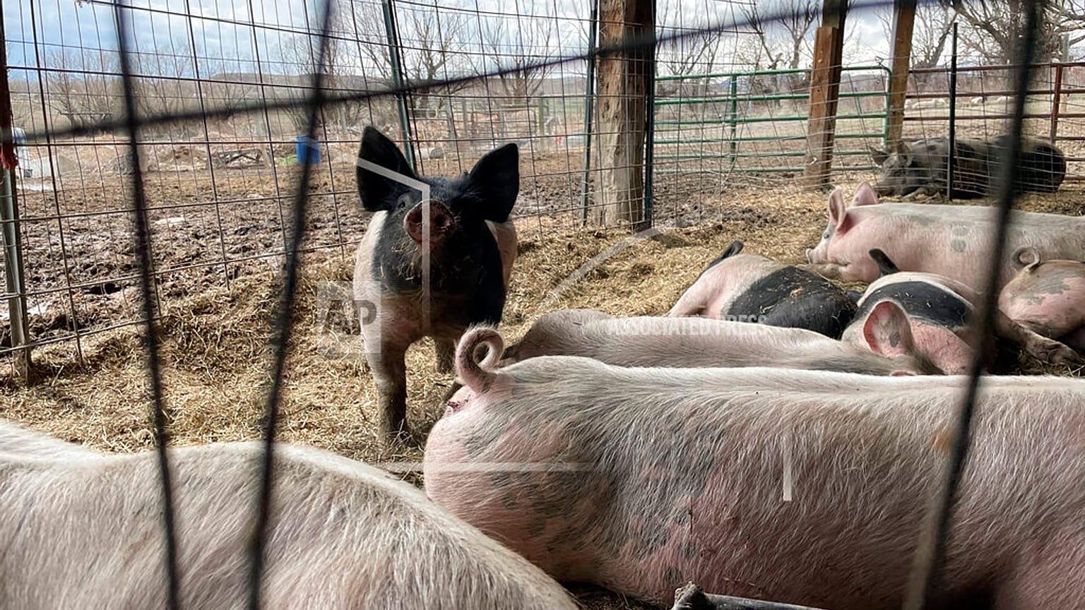Des cochons dans une ferme.