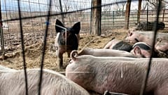 Des cochons dans une ferme.