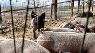 Des cochons dans une ferme.