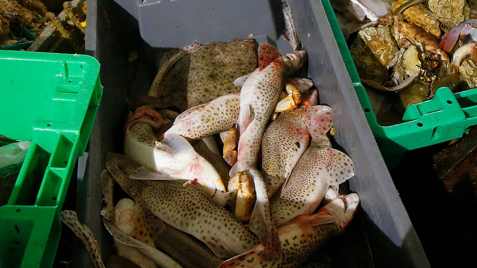 Symbolfoto Fischfang in Boulogne-sur-Mer Dezember 2020