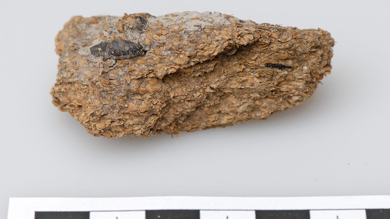 A 2,600-year-old human excrement from the Hallstatt salt mines in which beans, millet and barley are clearly visible.