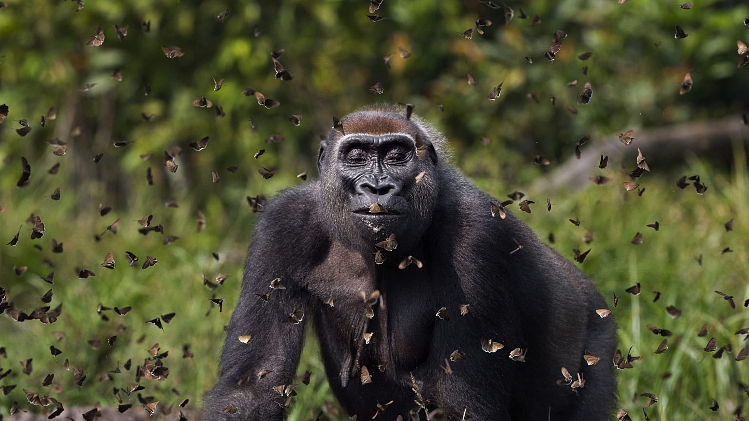 Grand Prize Winner. Western lowland gorilla female 'Malui' walks through a cloud of butterflies, Dzanga Sangha Special Dense Forest Reserve, Central African Republic.