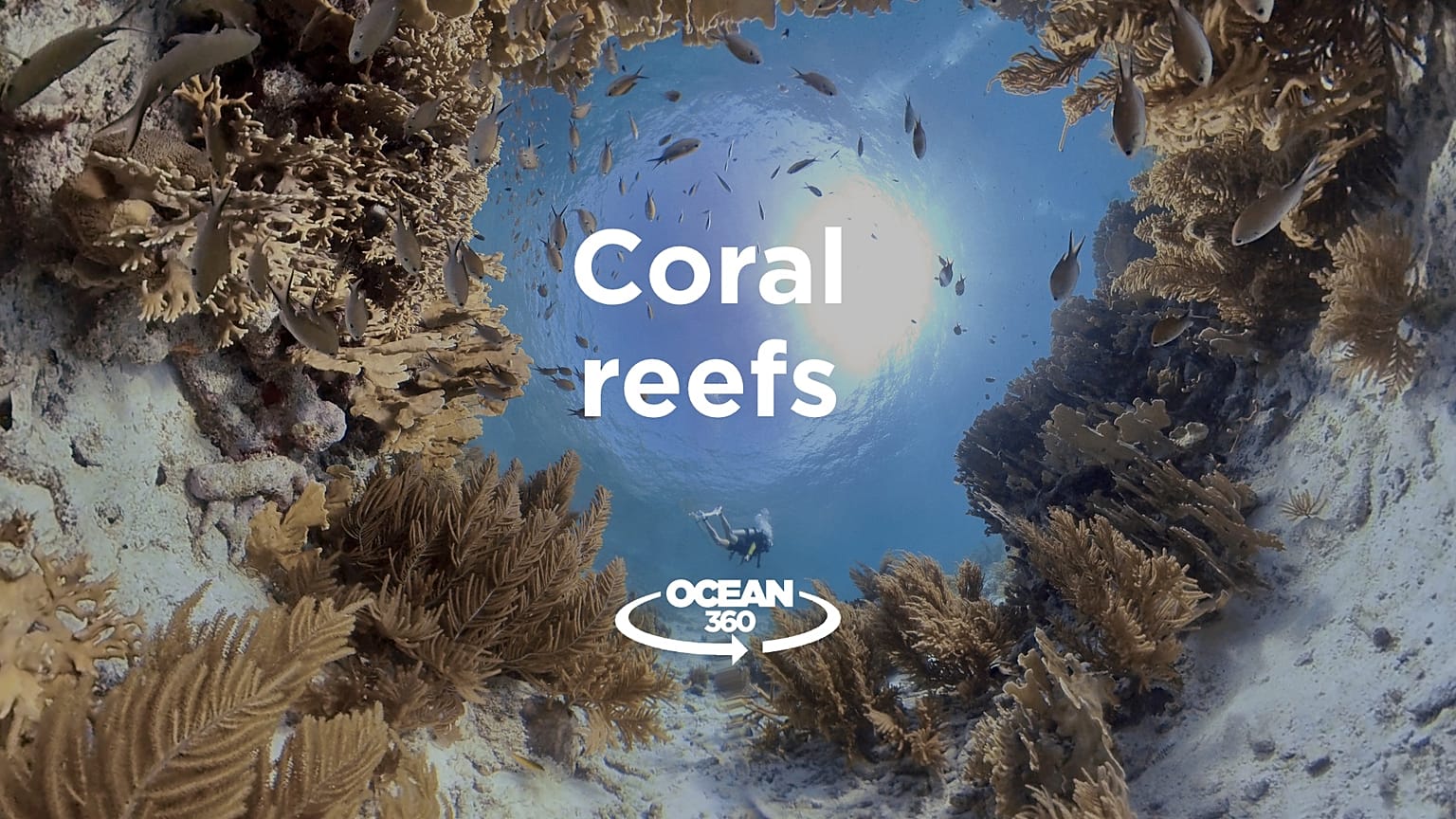 Ocean