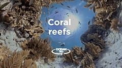 Ocean