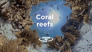 Ocean
