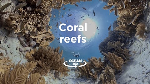Ocean