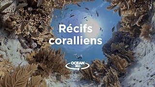 Ocean