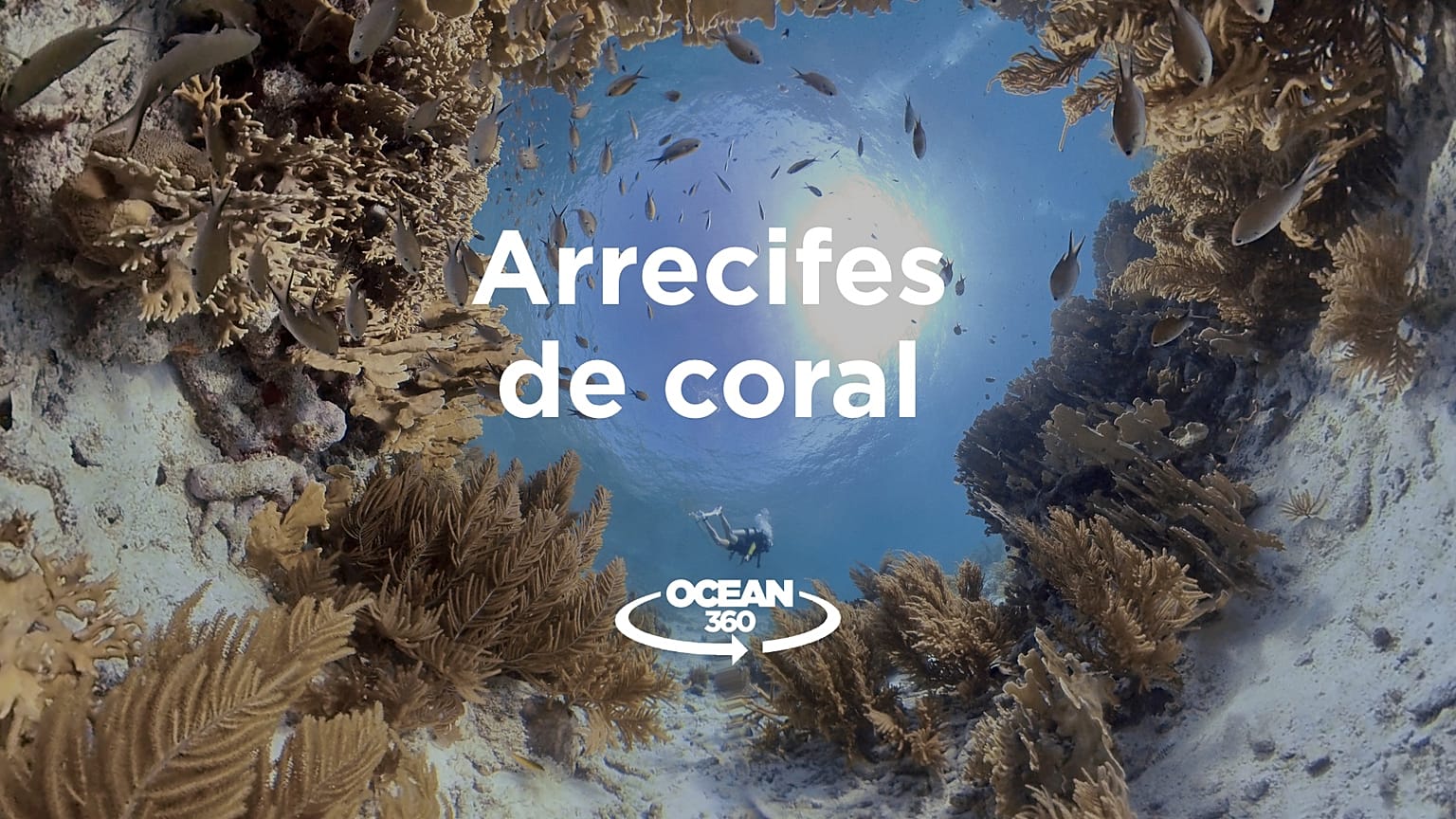 Ocean