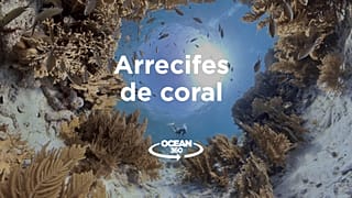 Ocean