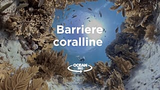 Ocean