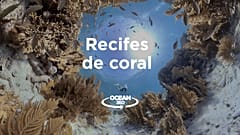 Ocean