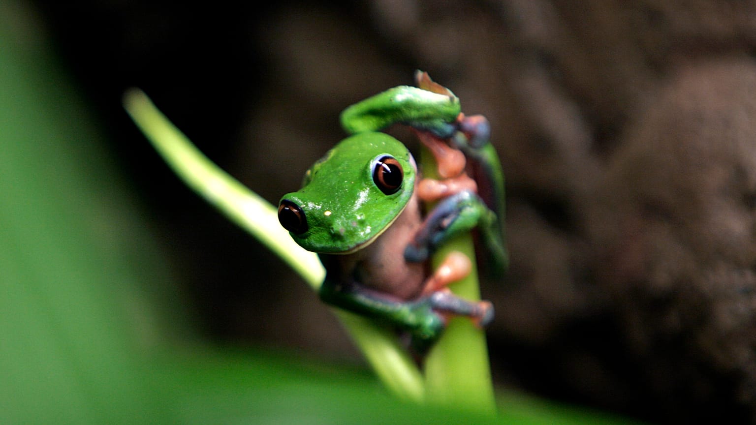 Una Agalychnis annae en peligro de extinción, conocida comúnmente como rana de hoja azul, 21/10/2009, Heredia, Costa Rica
