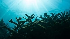 Scientists are preserving endangered coral in artificial reefs