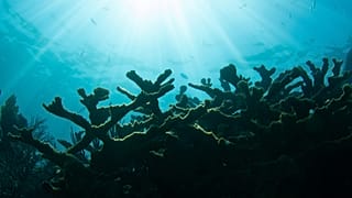 Scientists are preserving endangered coral in artificial reefs