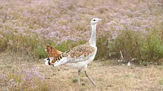 Венгрия, Национальный парк Кишкуншаг