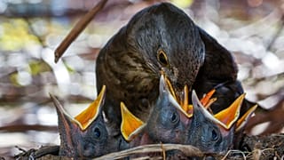 Archives : une femelle merle noire nourrissant ses petits, photographiée à Pokrent, en Allemagne, le 10 mai 2015