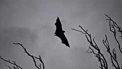 2018- A deadly virus carried by fruit bats has killed at least five people in southern India. 