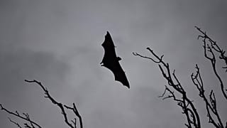 2018- A deadly virus carried by fruit bats has killed at least five people in southern India. 