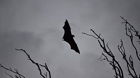 2018- A deadly virus carried by fruit bats has killed at least five people in southern India. 