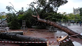 Πτώση δέντρου στο προαύλιο του 31ου ΓΕΛ Θεσσαλονίκης, τις πρώτες πρωϊνές ώρες λόγω της κακοκαιρίας που έπληξε την πόλη της Θεσσαλονίκης
