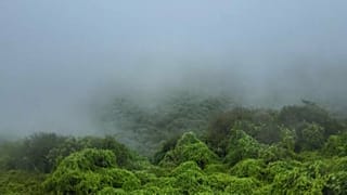 Aerial shots Yemen's Hawf virgin forest 