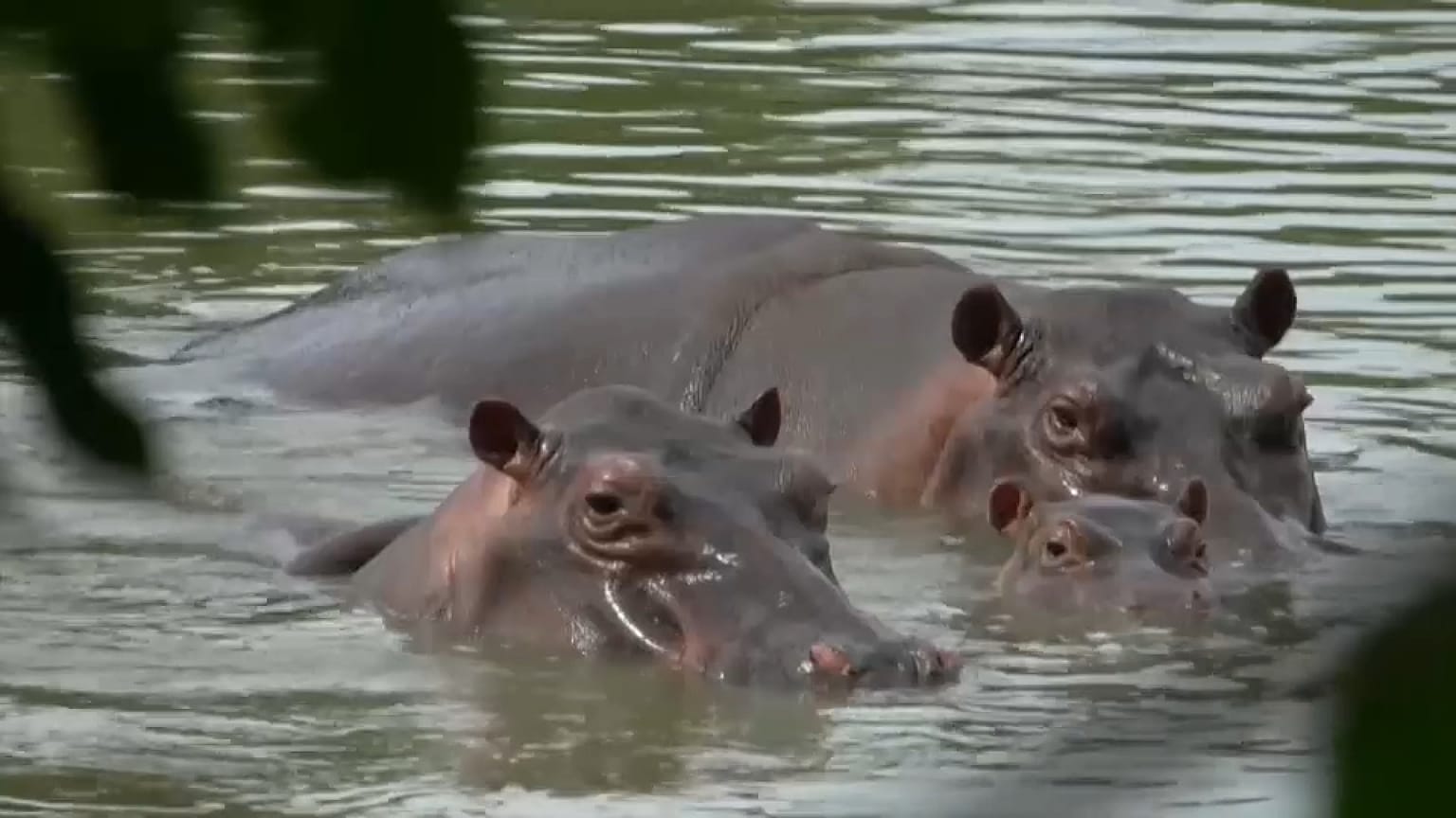 24 hipópotamos esterelizados