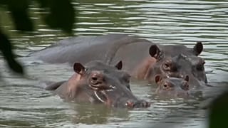 24 hipópotamos esterelizados