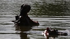 Deux hippopotames, le 4 février 2021, photographiés dans le lac de l'ancienne hacienda de Pablo Escobar, Puerto Triunfo, Colombie