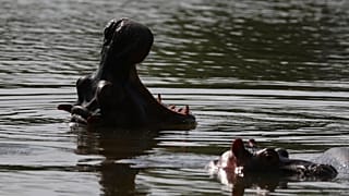 Deux hippopotames, le 4 février 2021, photographiés dans le lac de l'ancienne hacienda de Pablo Escobar, Puerto Triunfo, Colombie