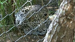 Hayvanat bahçesinde tutulan bir Leopar