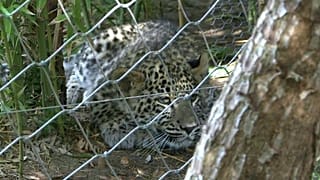 Hayvanat bahçesinde tutulan bir Leopar