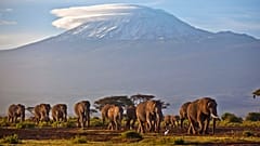 Kilimanjaro Dağı, Tanzanya