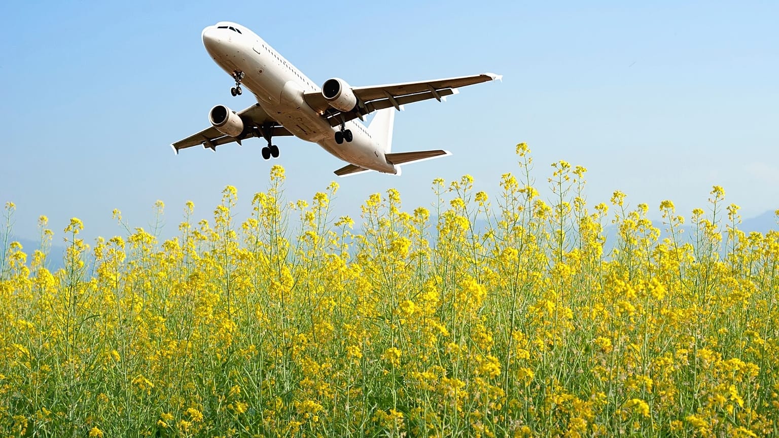 Could mustard-powered planes be the future of flying?