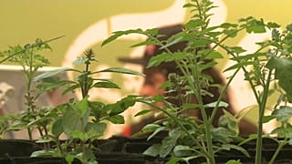 La propuesta de ley sobre la regularización del cannabis, tumbada
