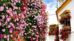 Flower-lined balconies adorn the beautiful streets of Córdoba's old town.
