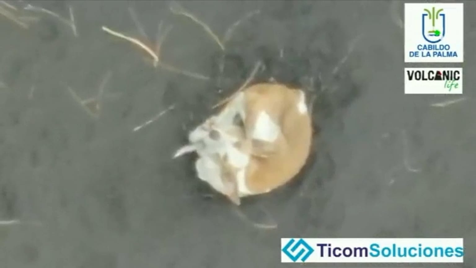 На острове Пальма спасают собак с помощью дронов 