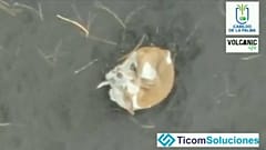 Uno de los perros atrapados por la lava en la isla de La Palma