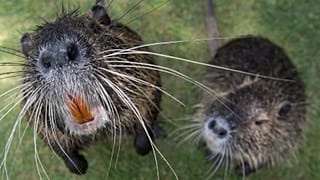 Ratten, Archiv