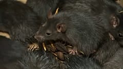Крысиный король